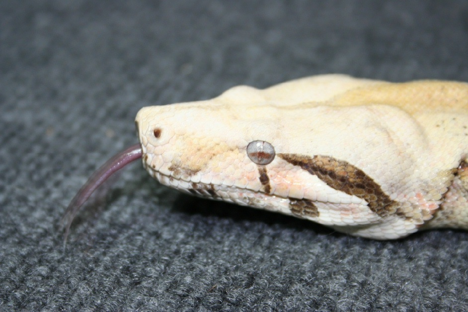 Carmel Albino Head shot
