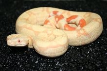 Albino Jungle