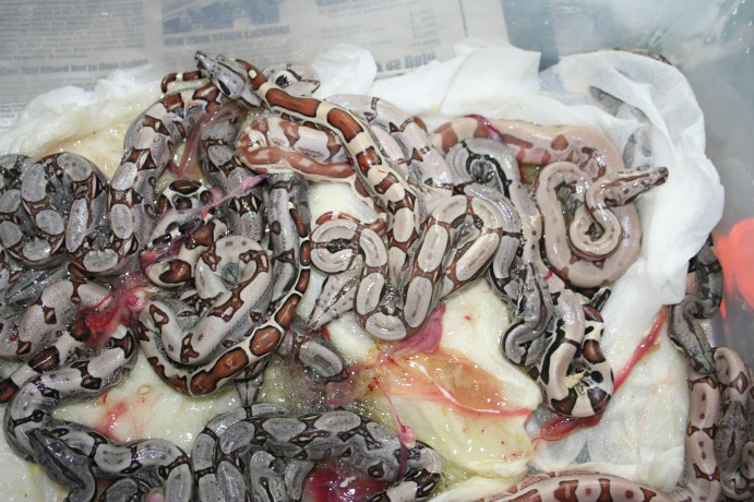 Hypo Jungle babies
