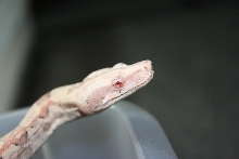 Paradox Albino (headshot)