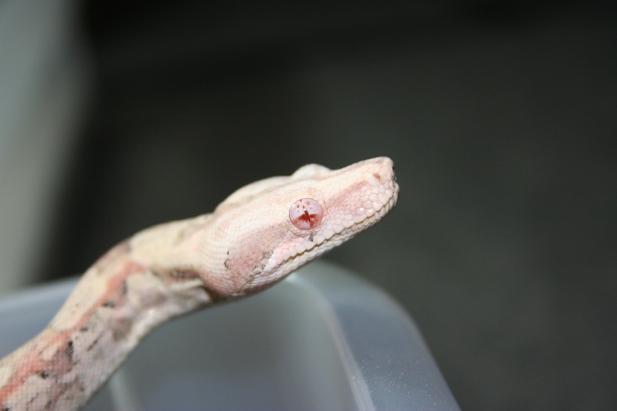 Paradox Albino (headshot)