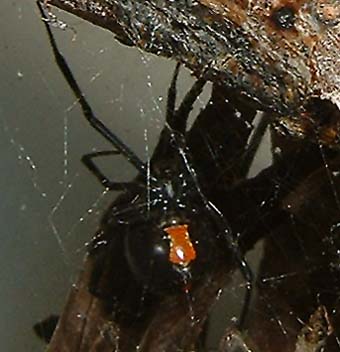 Western Black Widow