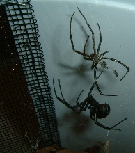 Western Black Widow