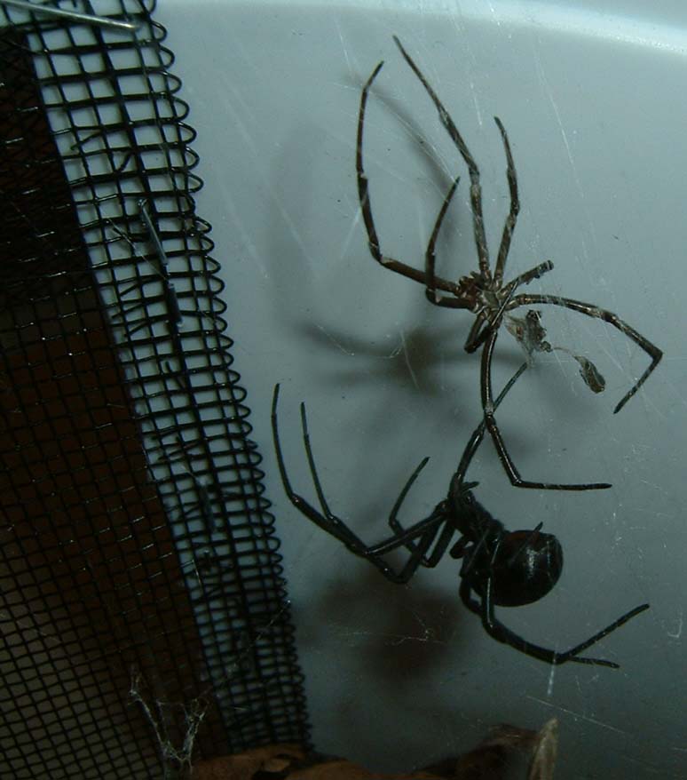 Western Black Widow