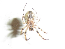 what is this?