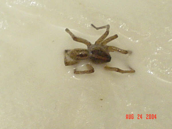 Unknown Spider