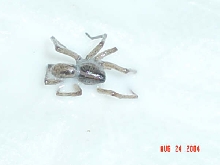 Unknown Spider 2