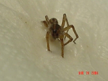Unknown Spider 3