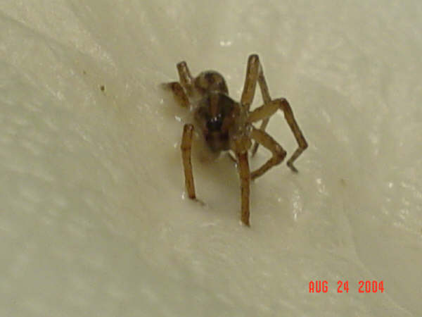 Unknown Spider 3
