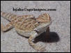 Bearded Dragon