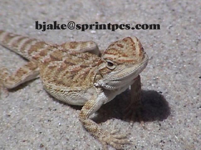 Bearded Dragon