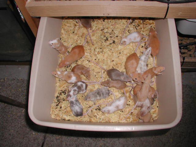 Mouse rack for sale