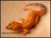 Hypo Tangerine Leopard Gecko