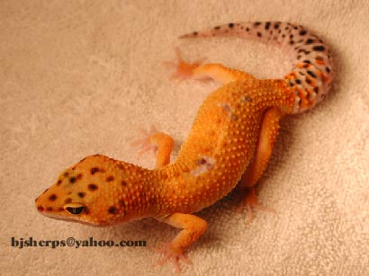 Hypo Tangerine Leopard Gecko