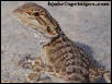 Bearded Dragon