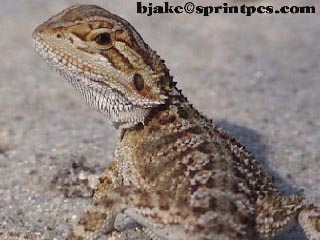 Bearded Dragon
