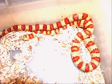 Variable Kingsnake