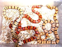 Variable Kingsnakes