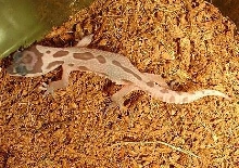 Leopard gecko
