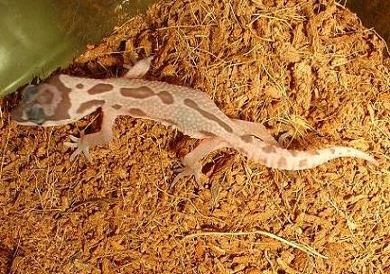 Leopard gecko