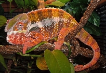 Archimedes