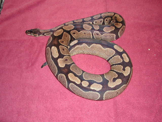 Abra