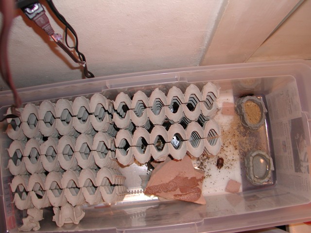 Roach Tub