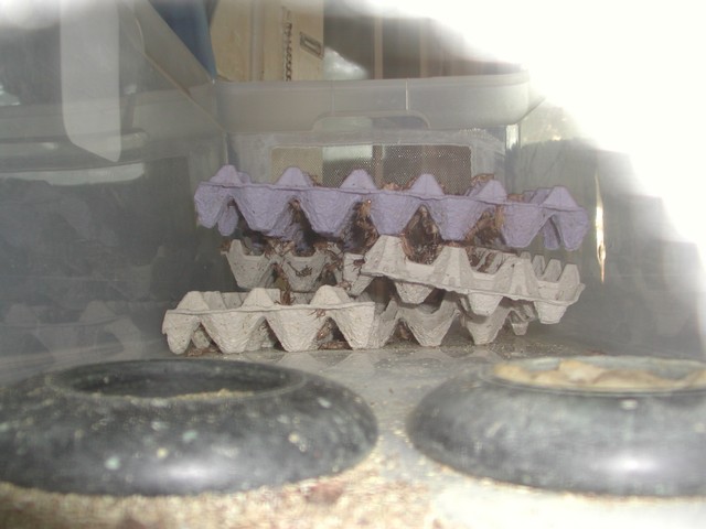 Cricket Tub- End View