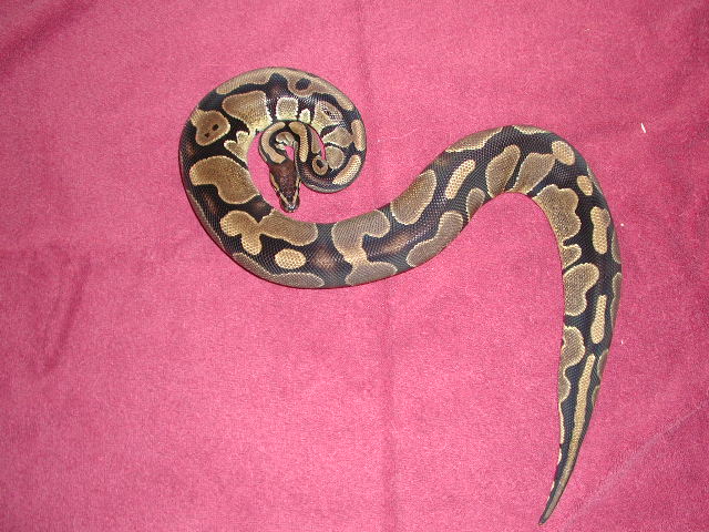 Kahlua2