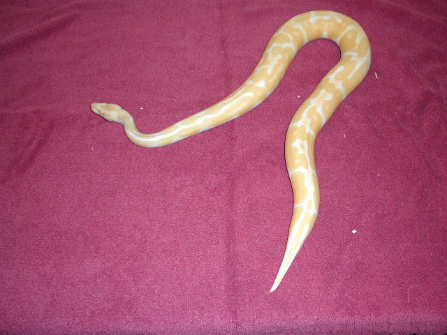 Monty