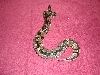 Naga