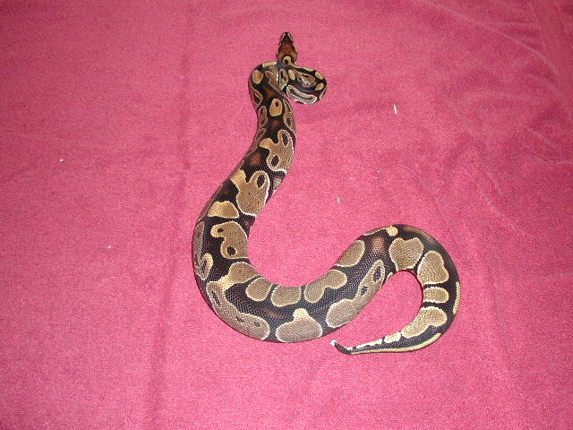 Naga