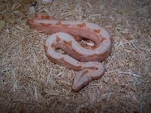 sunglow female