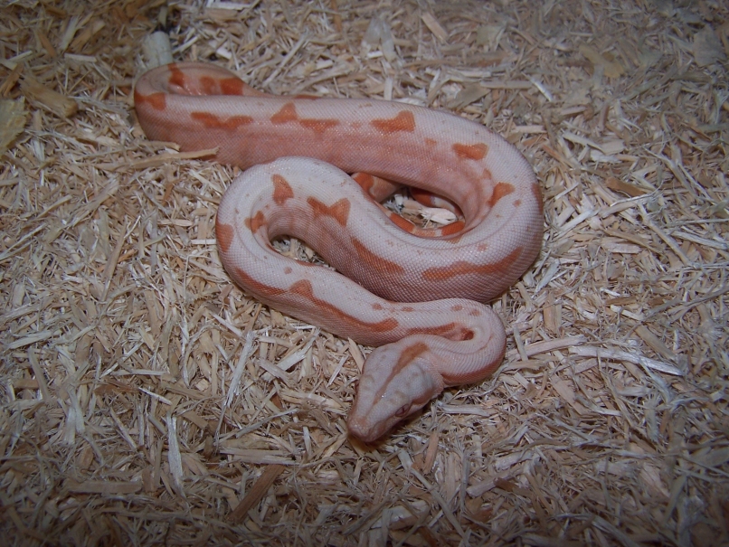 sunglow female