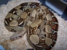 poss 06 jungle male1
