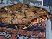 strange hypo female