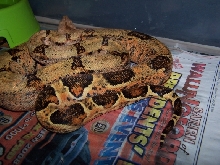 strange hypo female 3
