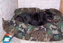 addy beanbag
