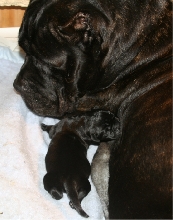addy and pup