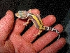 New Jungle stripe female