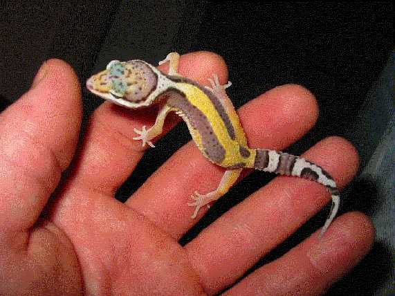 New Jungle stripe female
