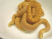 Albino Bulls