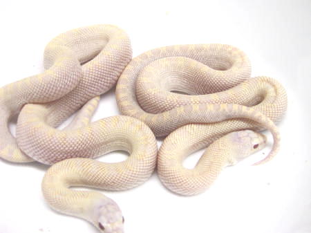 Snow Bulls
