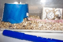 flake my corn snake
