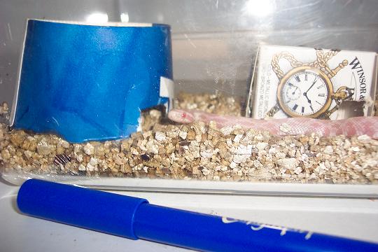 flake my corn snake