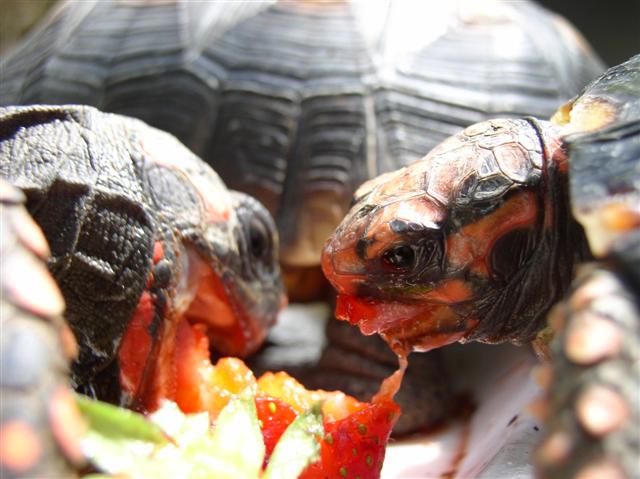 Dinner with friends