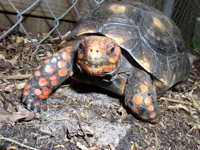 Orange male