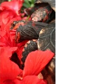 Barbossa and Oren eating hibiscus