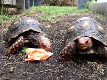 Male and Oren (f) cherries