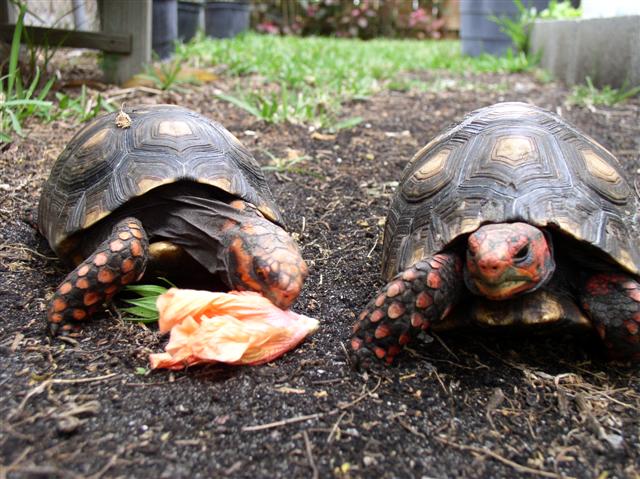 Male and Oren (f) cherries